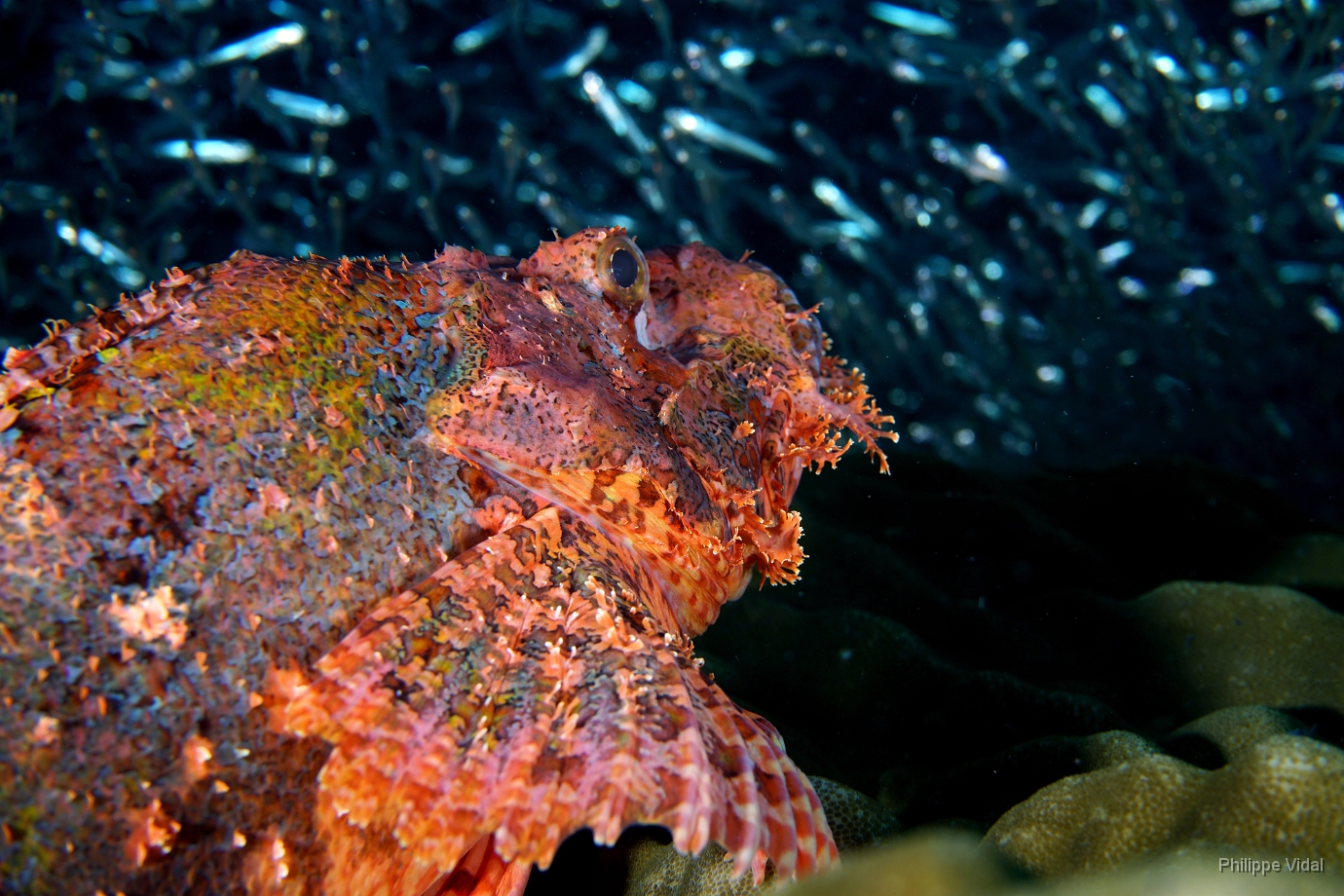 Birmanie - Mergui - 2018 - DSC03186 - Tasseled scorpionfish - Poisson scorpion a houpe - Scorpaenopsis oxycephala.jpg